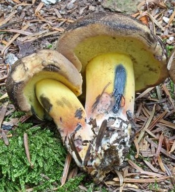 Cyanoboletus