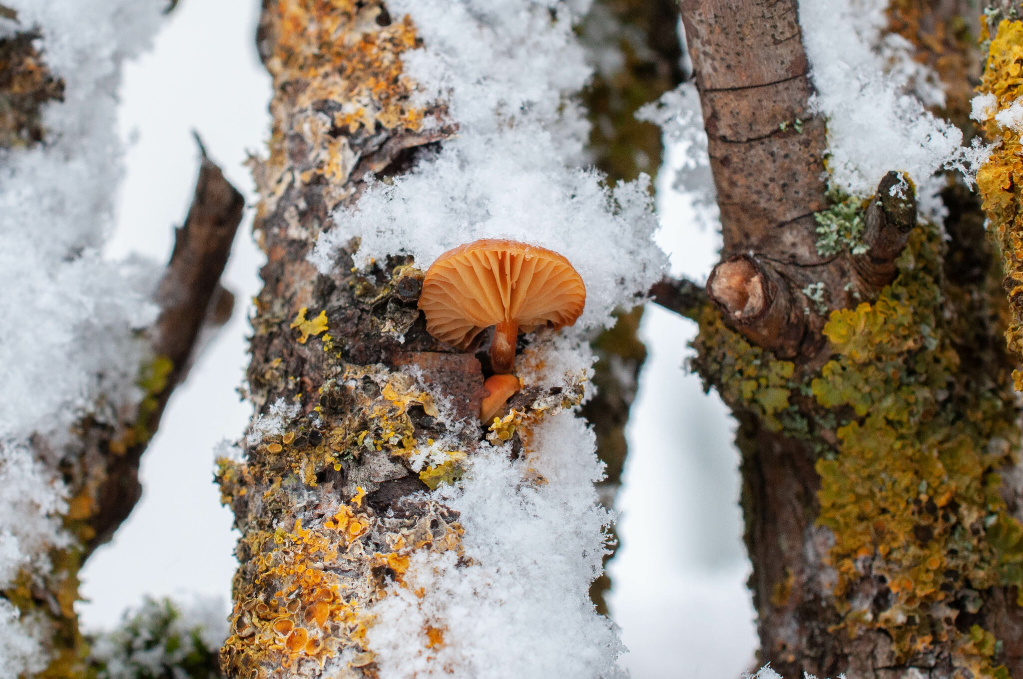 Flammulina velutipes