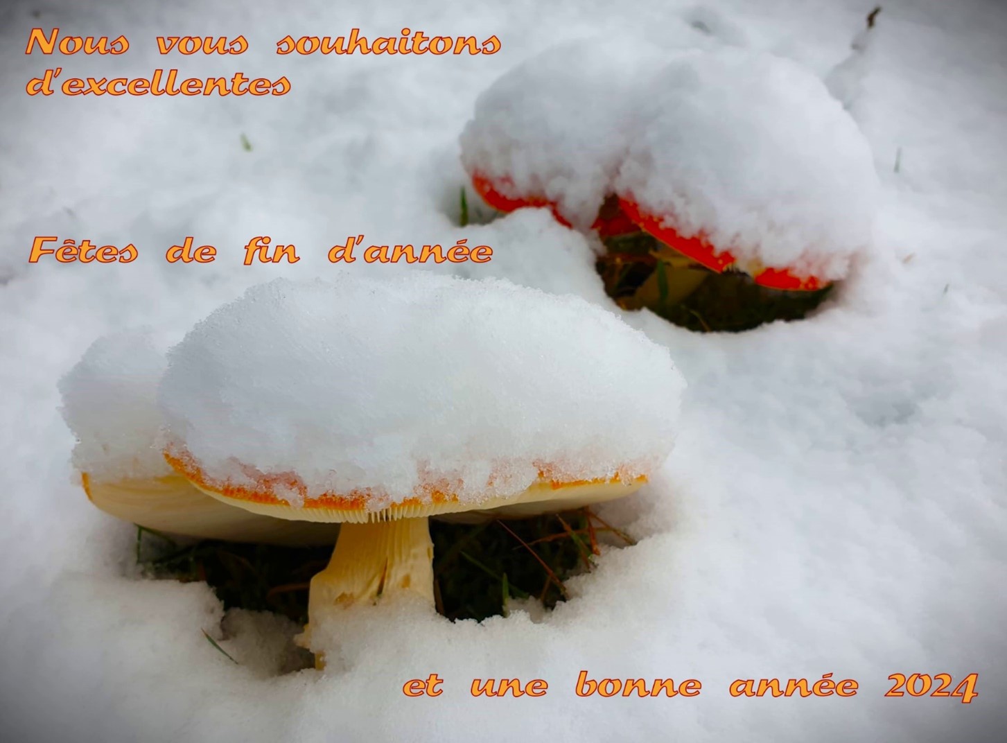 Joyeuses fêtes VAPKO