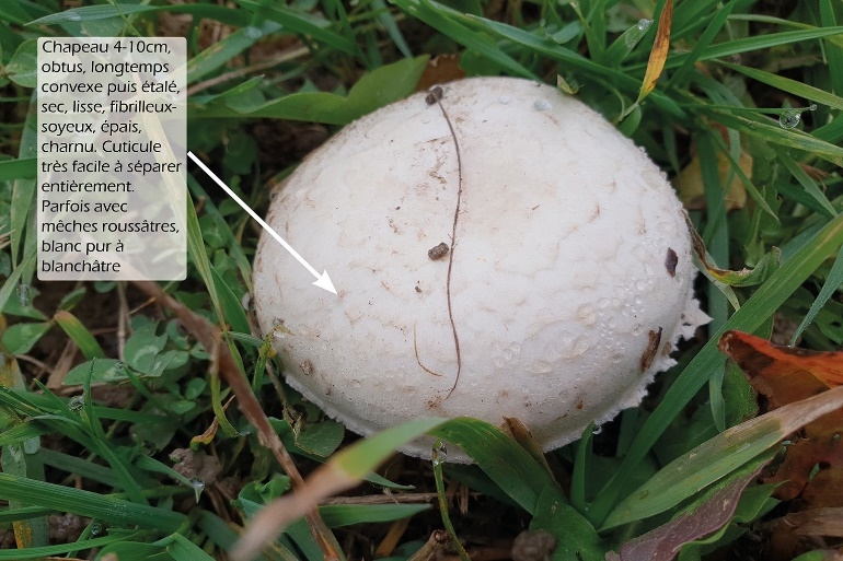 Agaricus campestris, jeune exemplaire