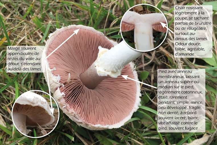 Agaricus campestris, vue des lames et du pied