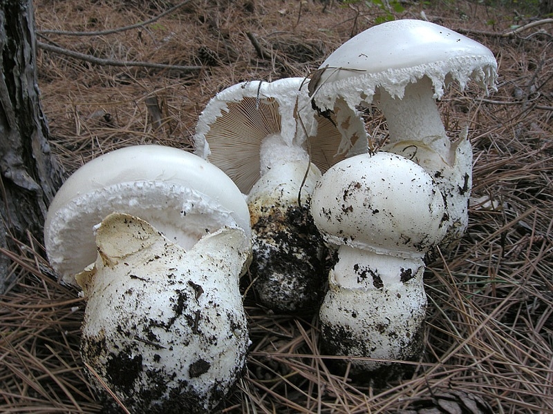 Amanita ovoidea