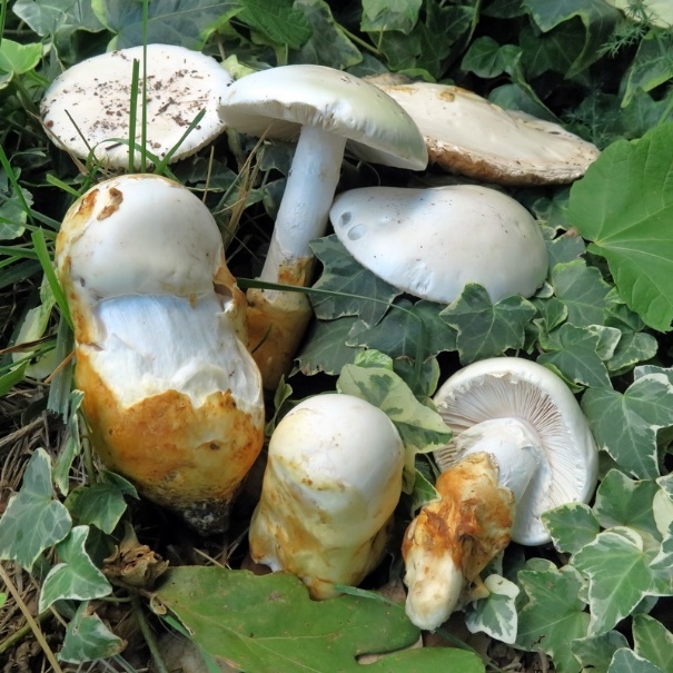 Amanita proxima