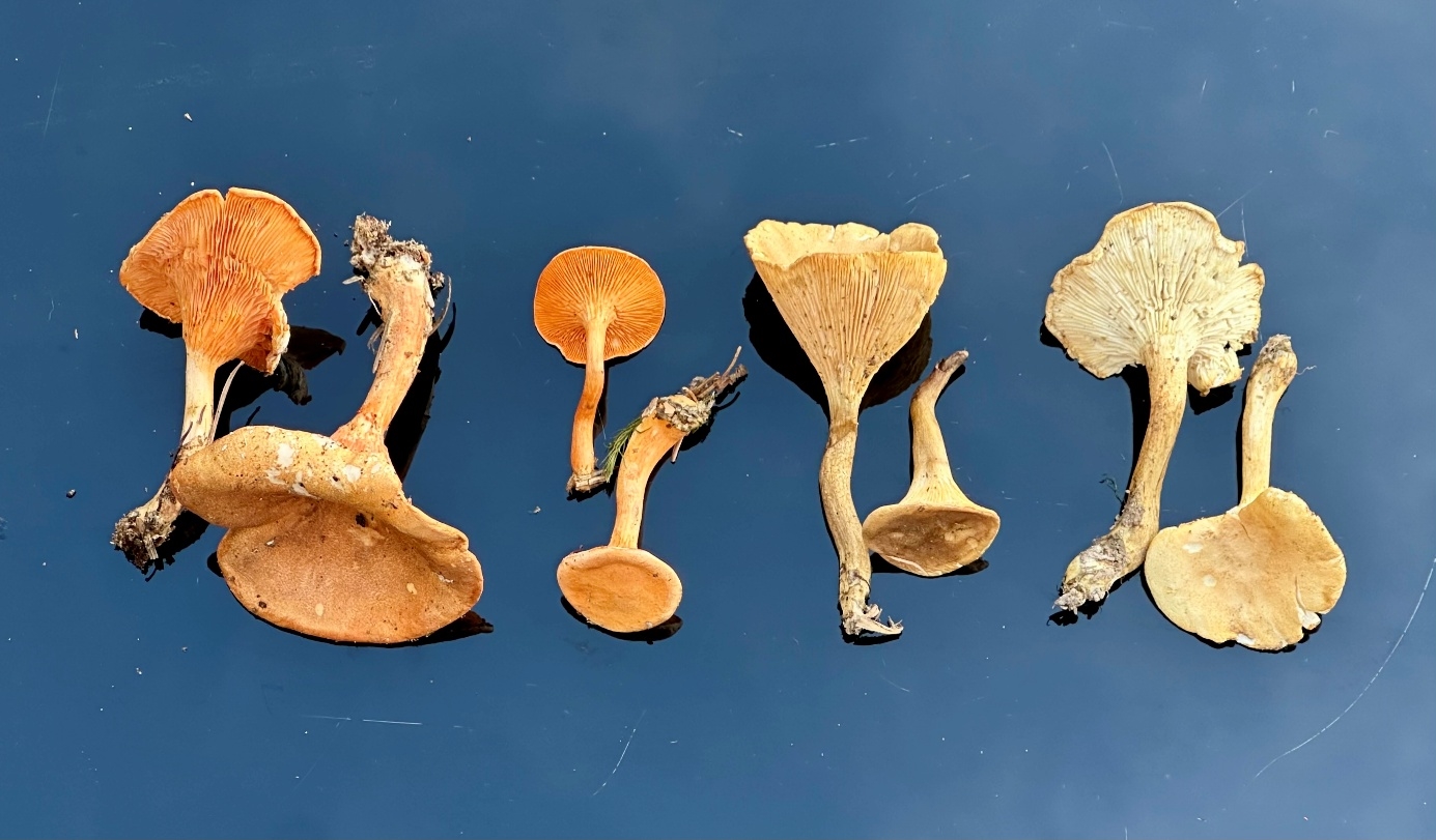 Comparaison de quatre espèces du genre Hygrophoropsis