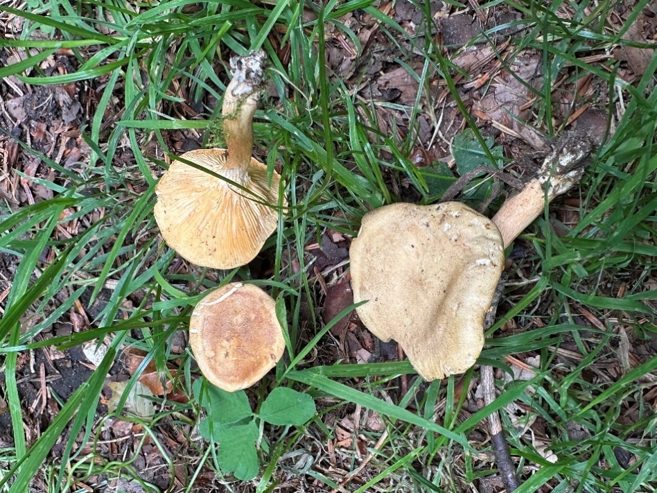 Hygrophoropsis fuscosquamula