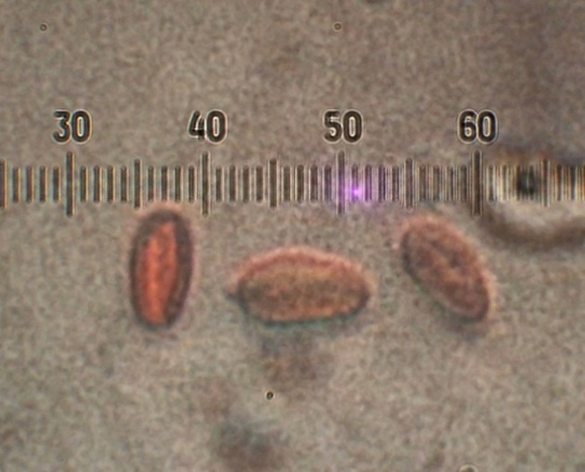 Spores de Hygrophoropsis macrospora