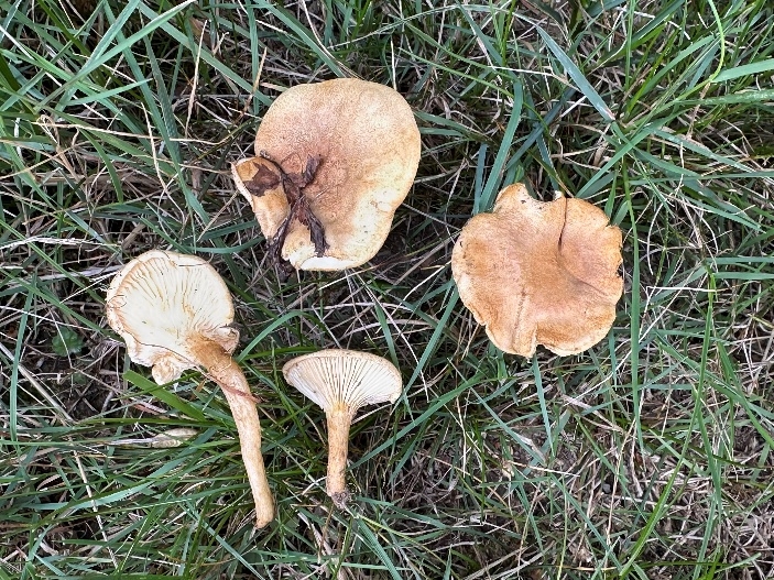 Hygrophoropsis macrospora