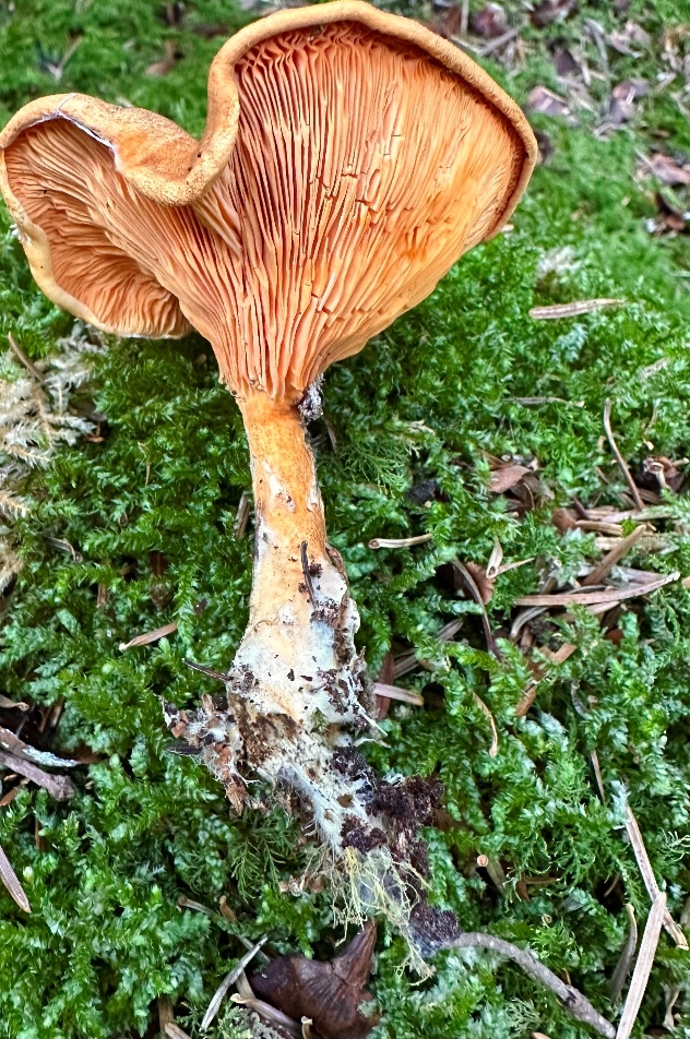 Hygrophoropsis rufa, vue des lames
