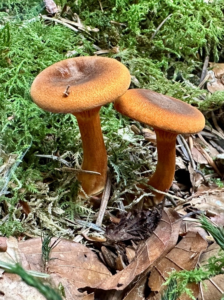 Hygrophoropsis rufa